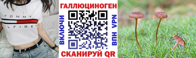 Псилоцибиновые грибы Psilocybine cubensis  Павлово 